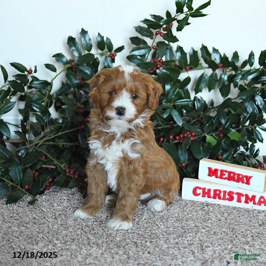Mini Goldendoodle dogs Koda - Ad 2