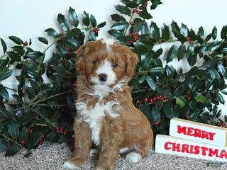 Mini Goldendoodle dogs Koda - Ad 1