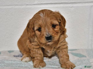 Cavapoo dogs Cooper - Ad 5