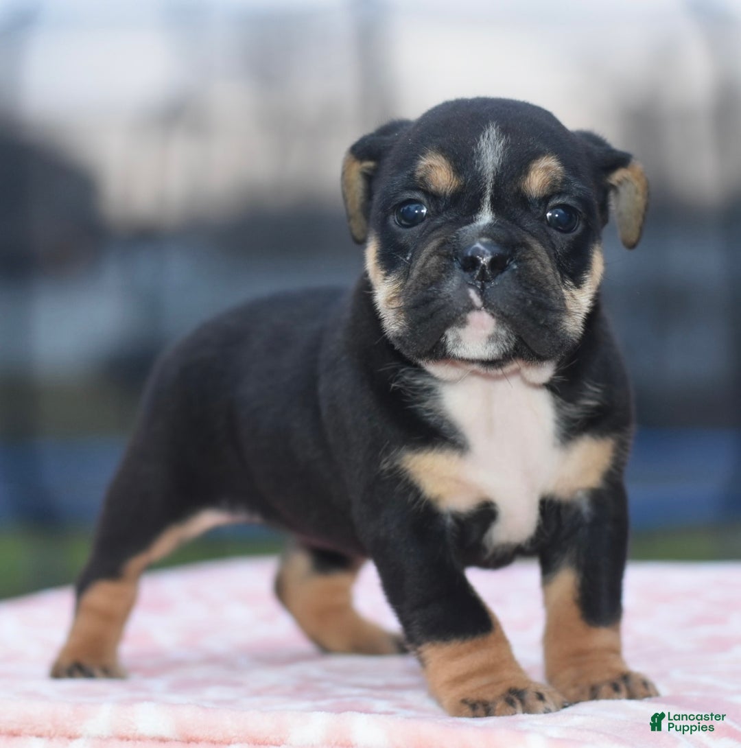 Mixed Breed dogs for sale: Emma tricolor hybrid  - Ad 8