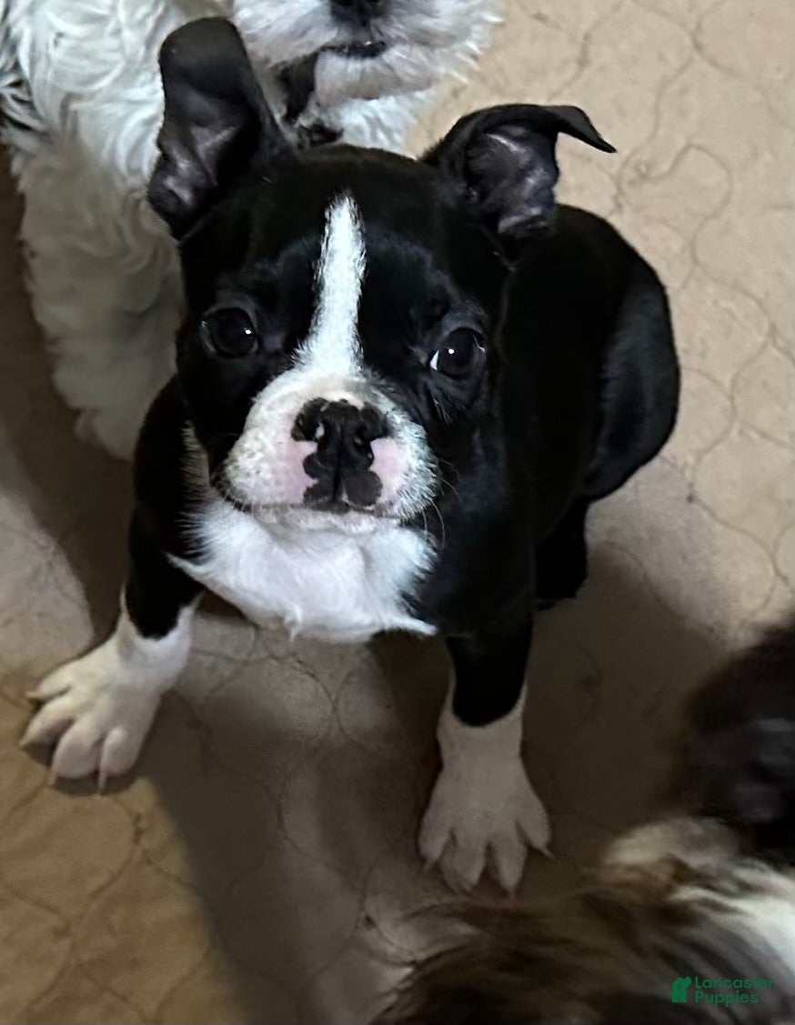 Boston Terrier dogs Boston Terrier Puppy 1 - Ad 1
