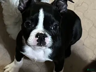 Boston Terrier dogs for sale: Boston Terrier Puppy 1 - Ad 3