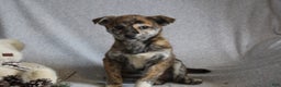 Mixed Breed dogs for sale: Luna - Ad 7