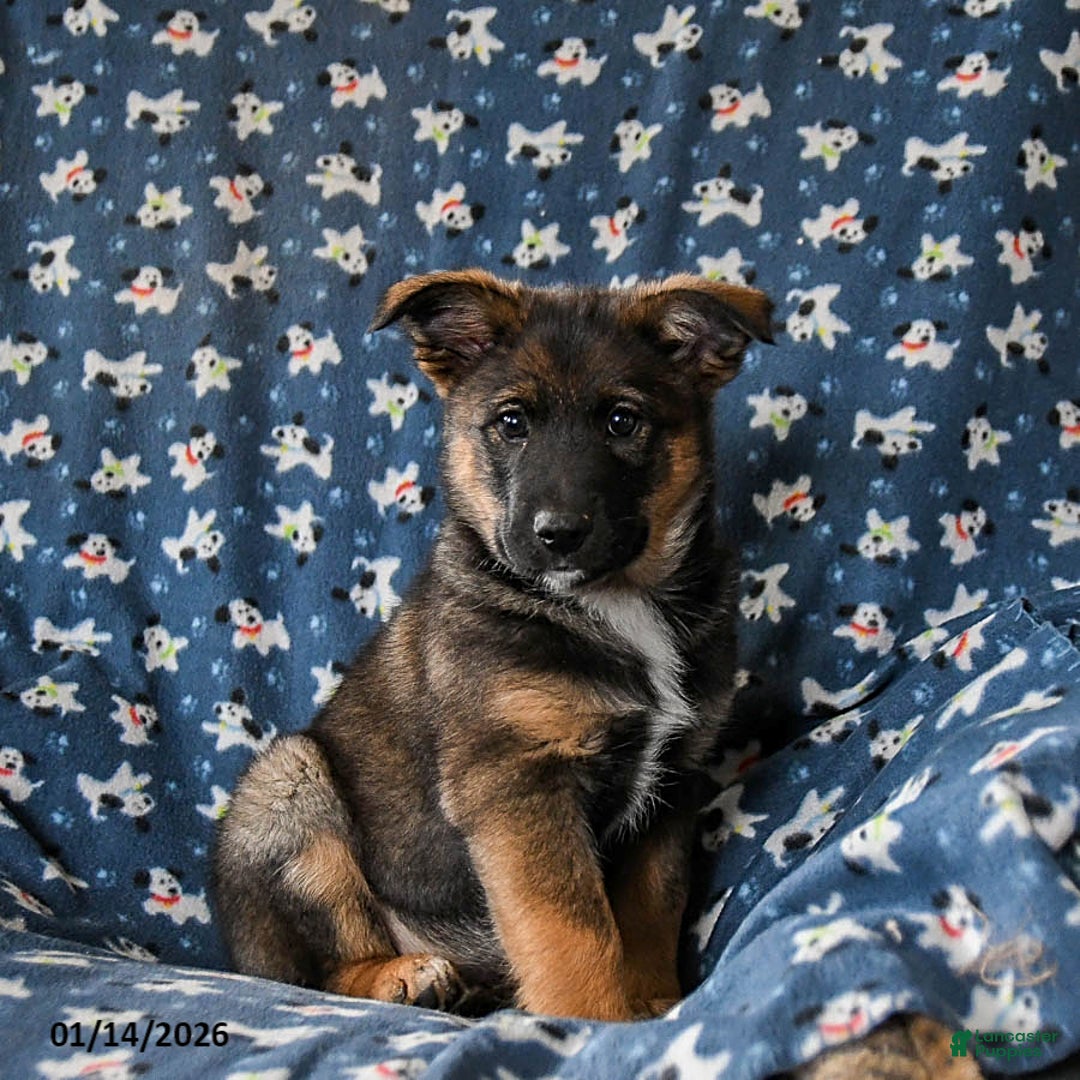 Mixed Breed dogs for sale: Bandit - Ad 1