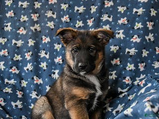 Mixed Breed dogs Bandit - Ad 3