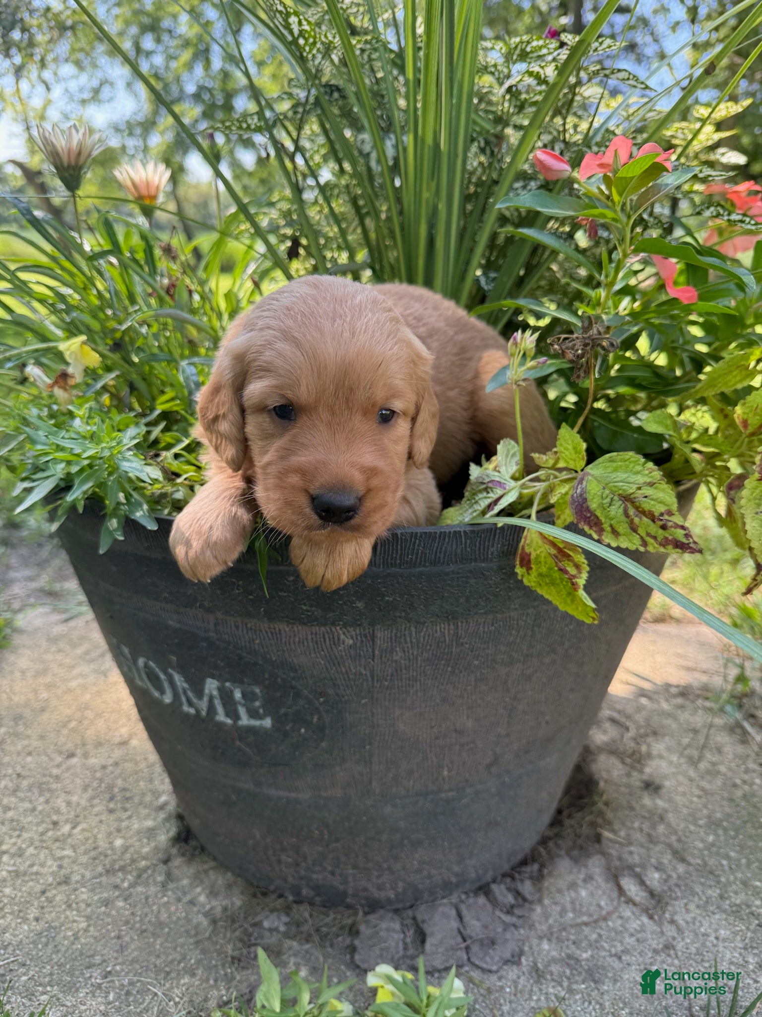 Golden Retriever dogs Macy - Ad 28
