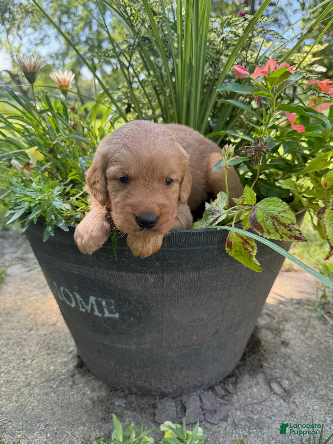 Golden Retriever dogs for sale: Macy - Ad 1