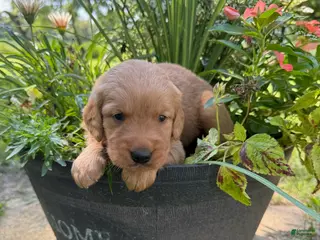 Golden Retriever dogs Macy - Ad 28