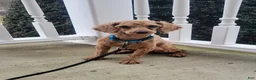 Mixed Breed dogs for sale: Patty - Ad 10