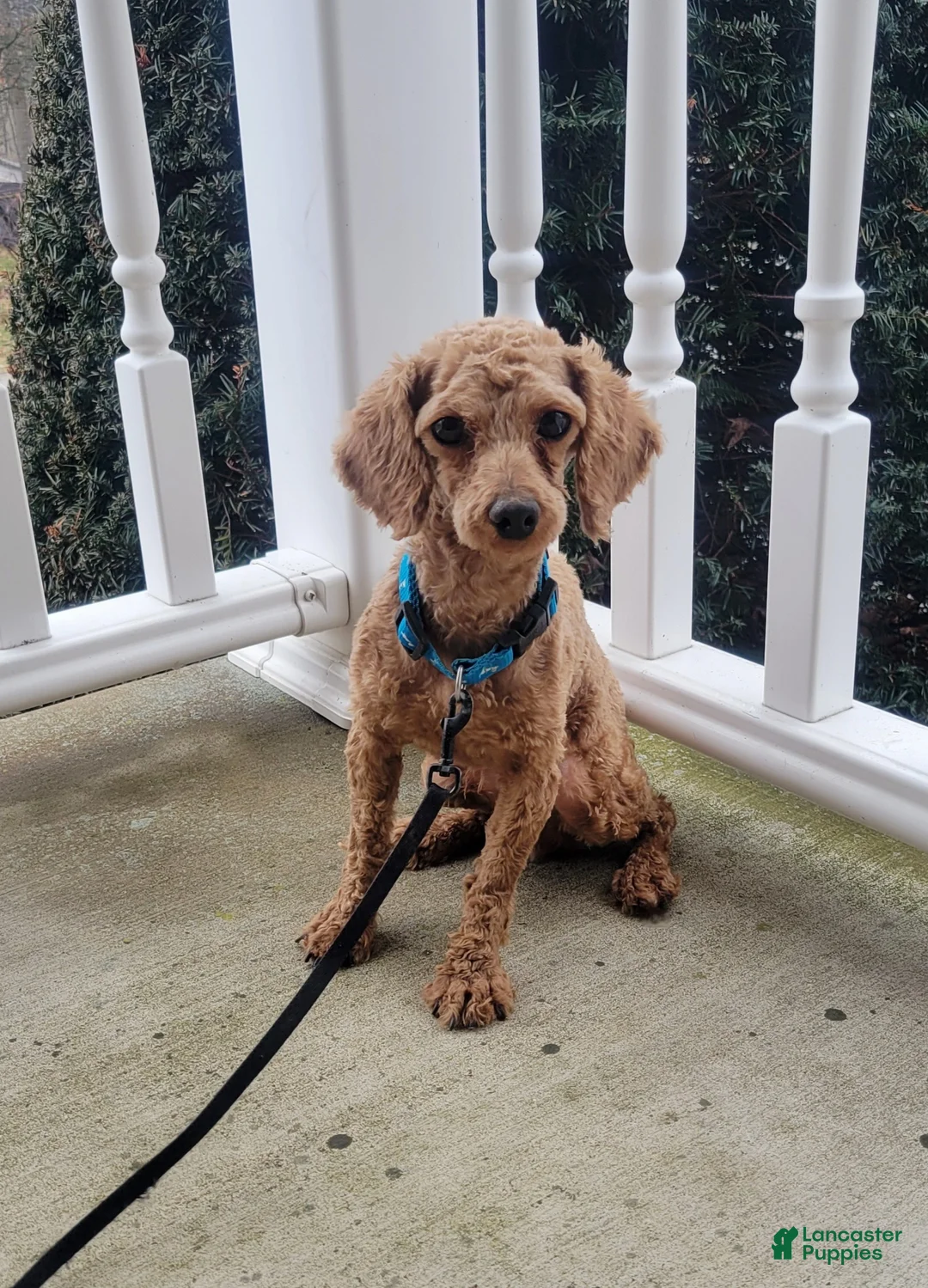 Mixed Breed dogs for sale: Patty - Ad 10