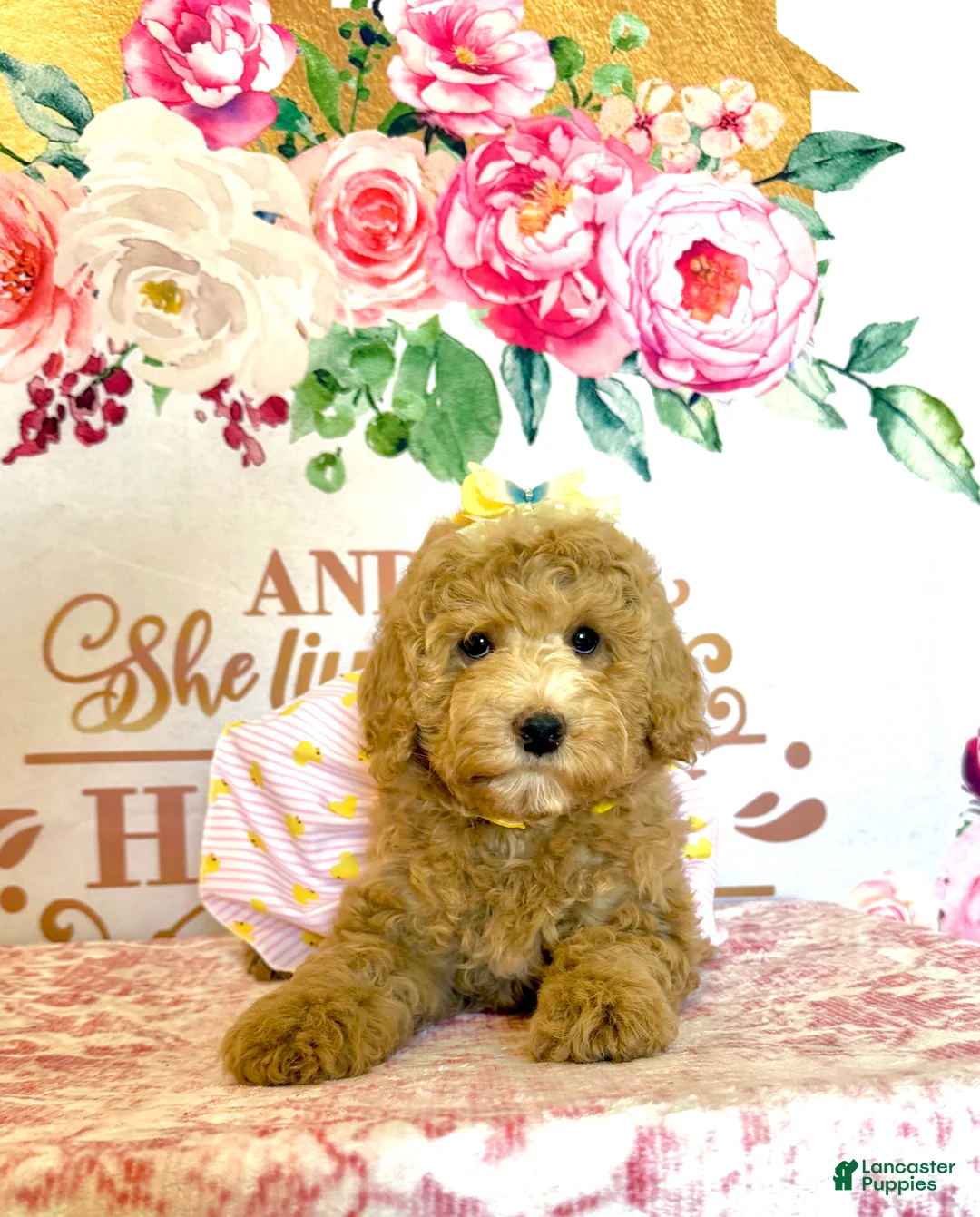 Mixed Breed dogs for sale: 🌸 Blossom (Ash Blonde Hypoallergenic Mini Poodle)🌼 - Ad 1