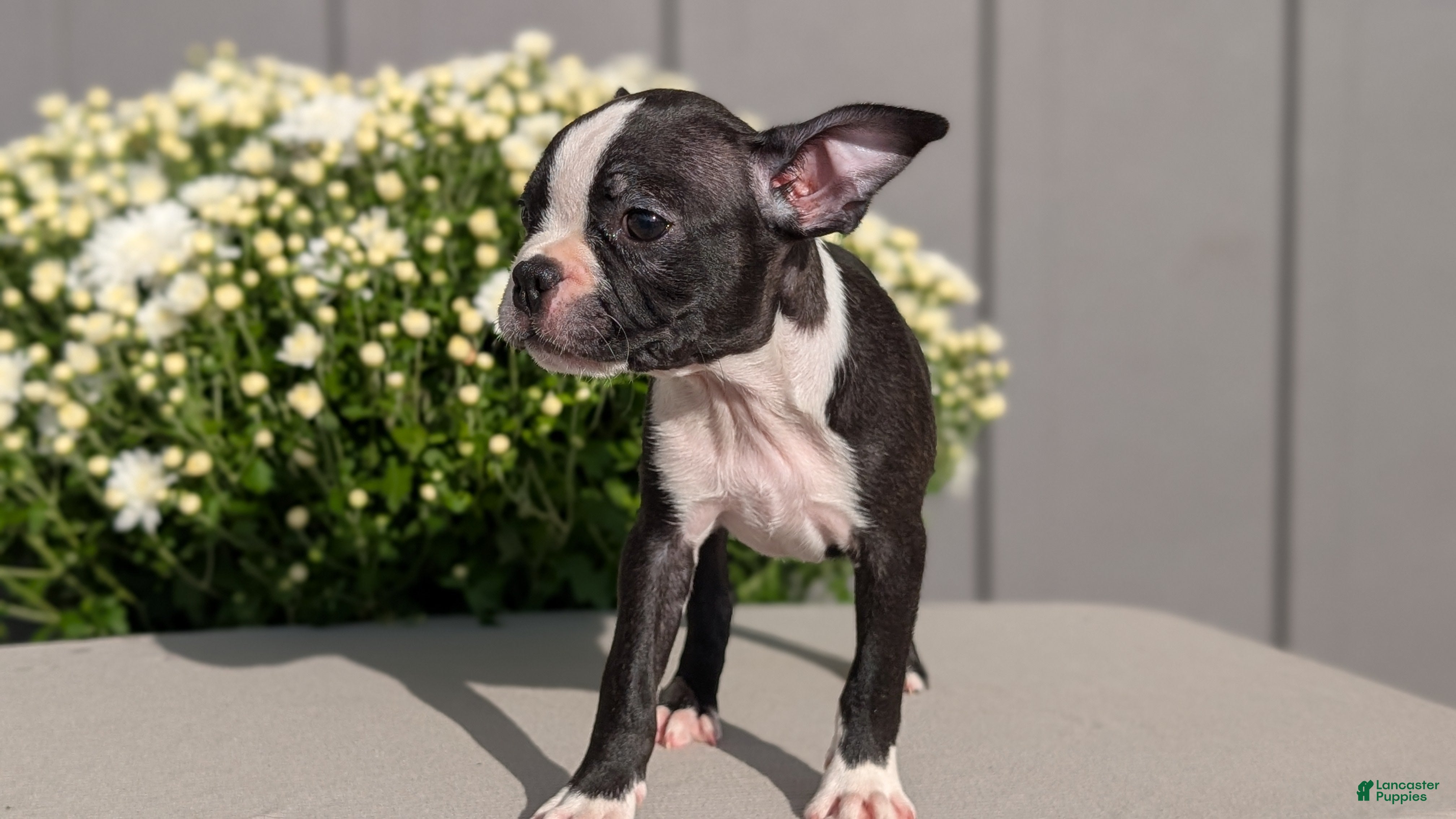 Boston Terrier dogs Twila  - Ad 2