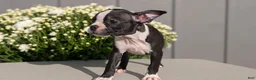 Boston Terrier dogs for sale: Twila  - Ad 2