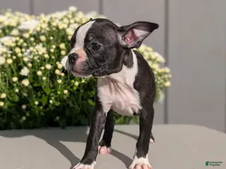 Boston Terrier dogs Twila - Ad 2
