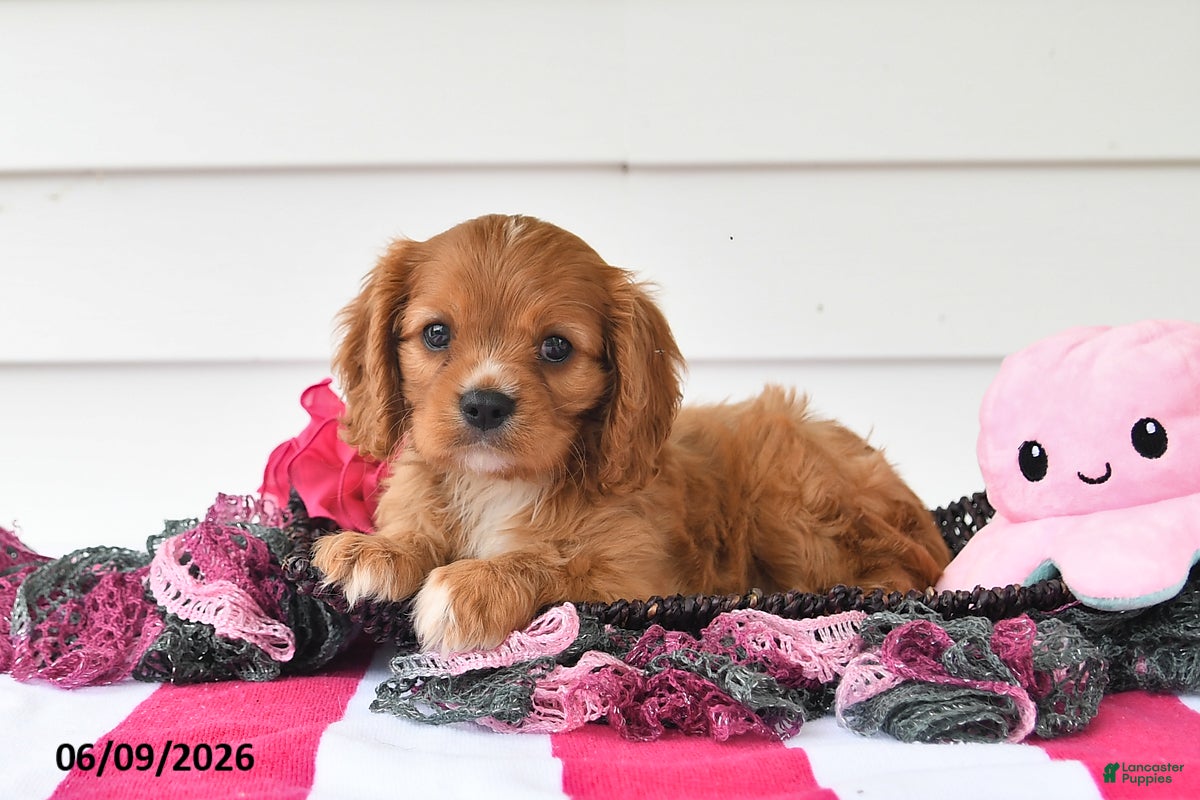 Cavalier King Charles Spaniel dogs Terry - Ad 1