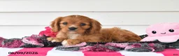Cavalier King Charles Spaniel dogs for sale: Terry - Ad 1