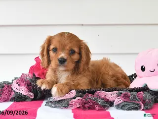 Cavalier King Charles Spaniel dogs for sale: Terry - Ad 1