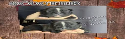 Frenchton dogs for sale: Scooter - Ad 1