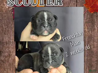 Frenchton dogs Scooter - Ad 29