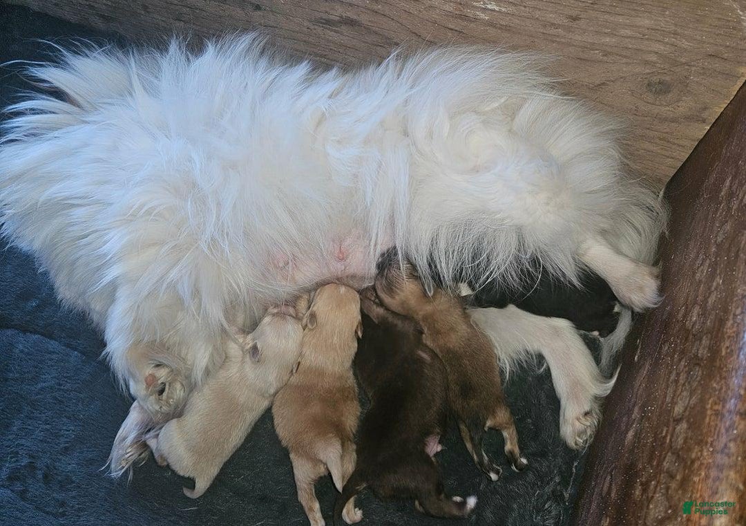 Pomeranian dogs for sale: Naya - Ad 2