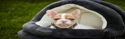 French Bulldog dogs for sale: Romeo - Ad 3