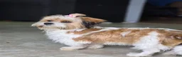 Mixed Breed dogs for sale: Mixed Breed 5 - Ad 4