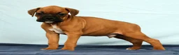 Boxer dogs for sale: Rover - Ad 7