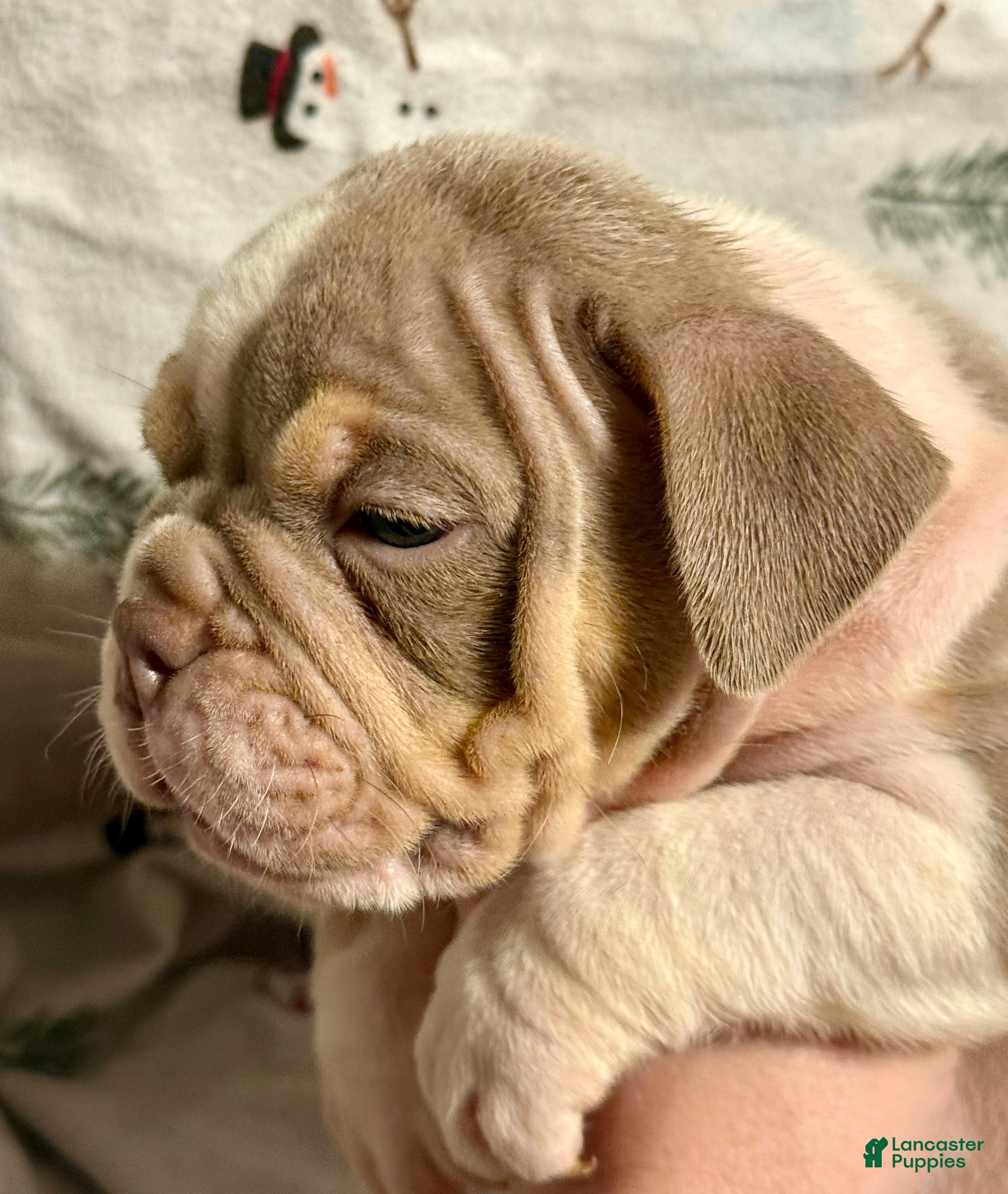 Olde English Bulldogge dogs Spencer - Ad 1