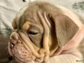 Olde English Bulldogge dogs Spencer - Ad 3