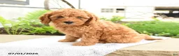Miniature Poodle dogs for sale: Cuddly - Ad 5