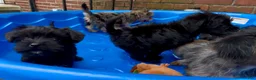 Shorkie dogs for sale: Shorkie 3 - Ad 4