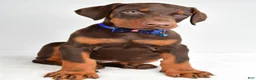 Doberman Pinscher dogs for sale: Harrison - Ad 7