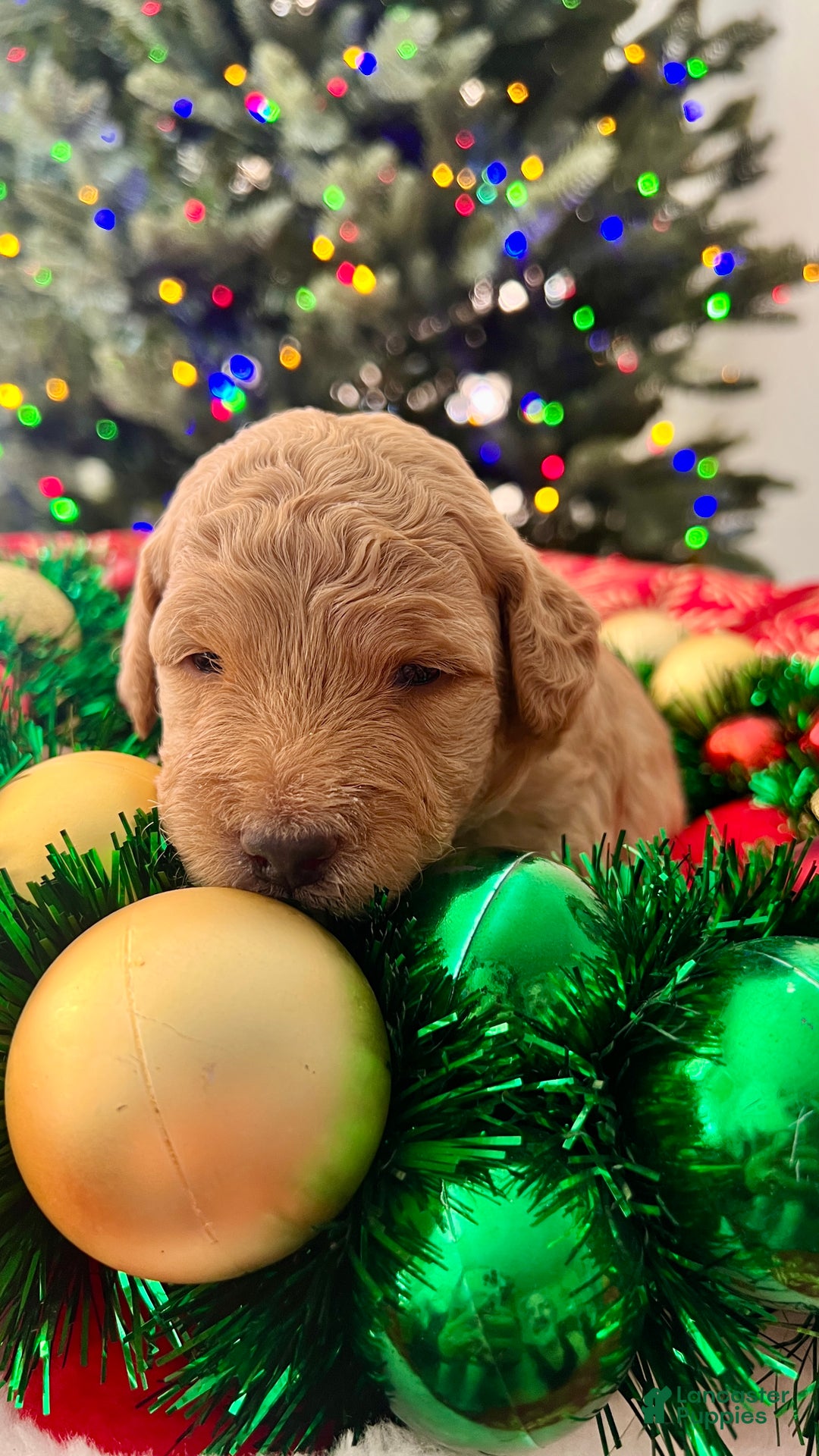 Goldendoodle dogs for sale: Luv – Apricot Medium Goldendoodle (F) – Service Dog Temperament Candidate - Ad 4