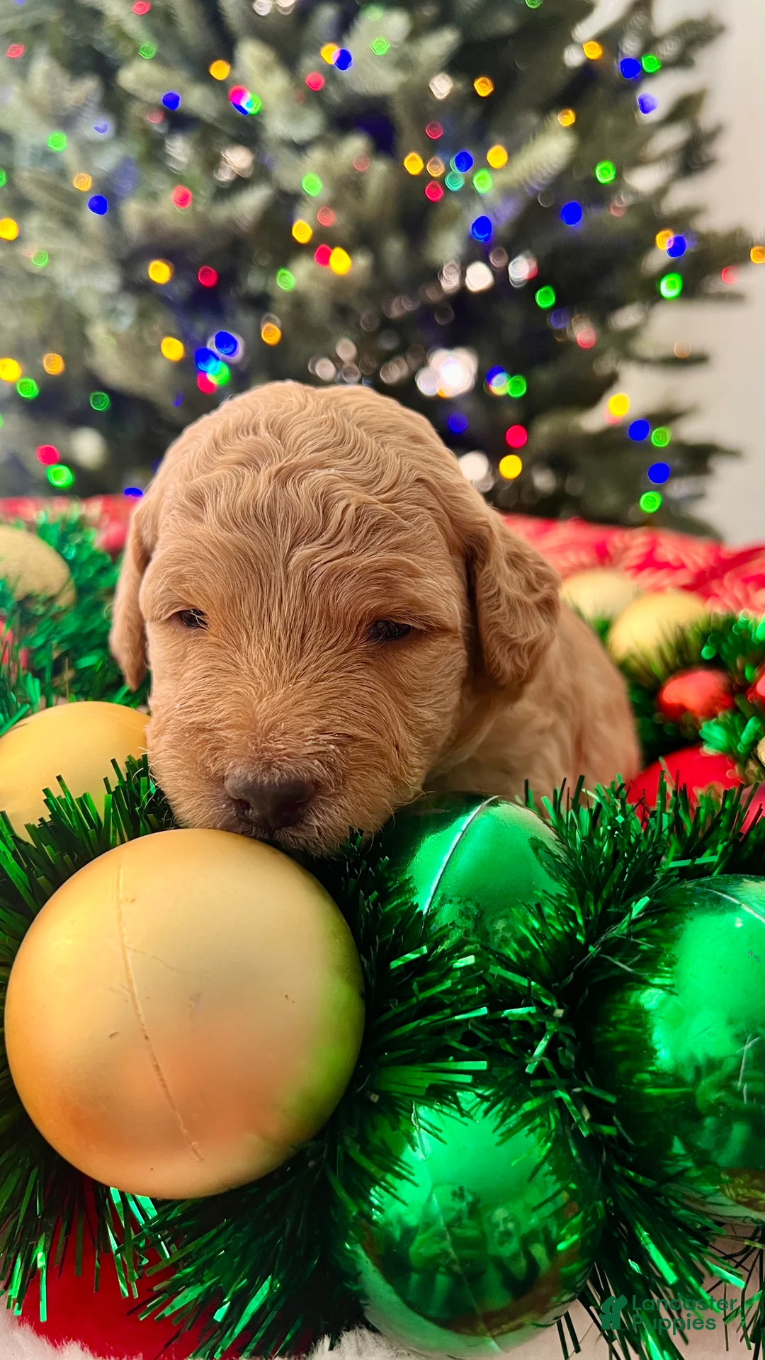 Goldendoodle dogs for sale: Luv – Apricot Medium Goldendoodle (F) – Service Dog Temperament Candidate - Ad 4