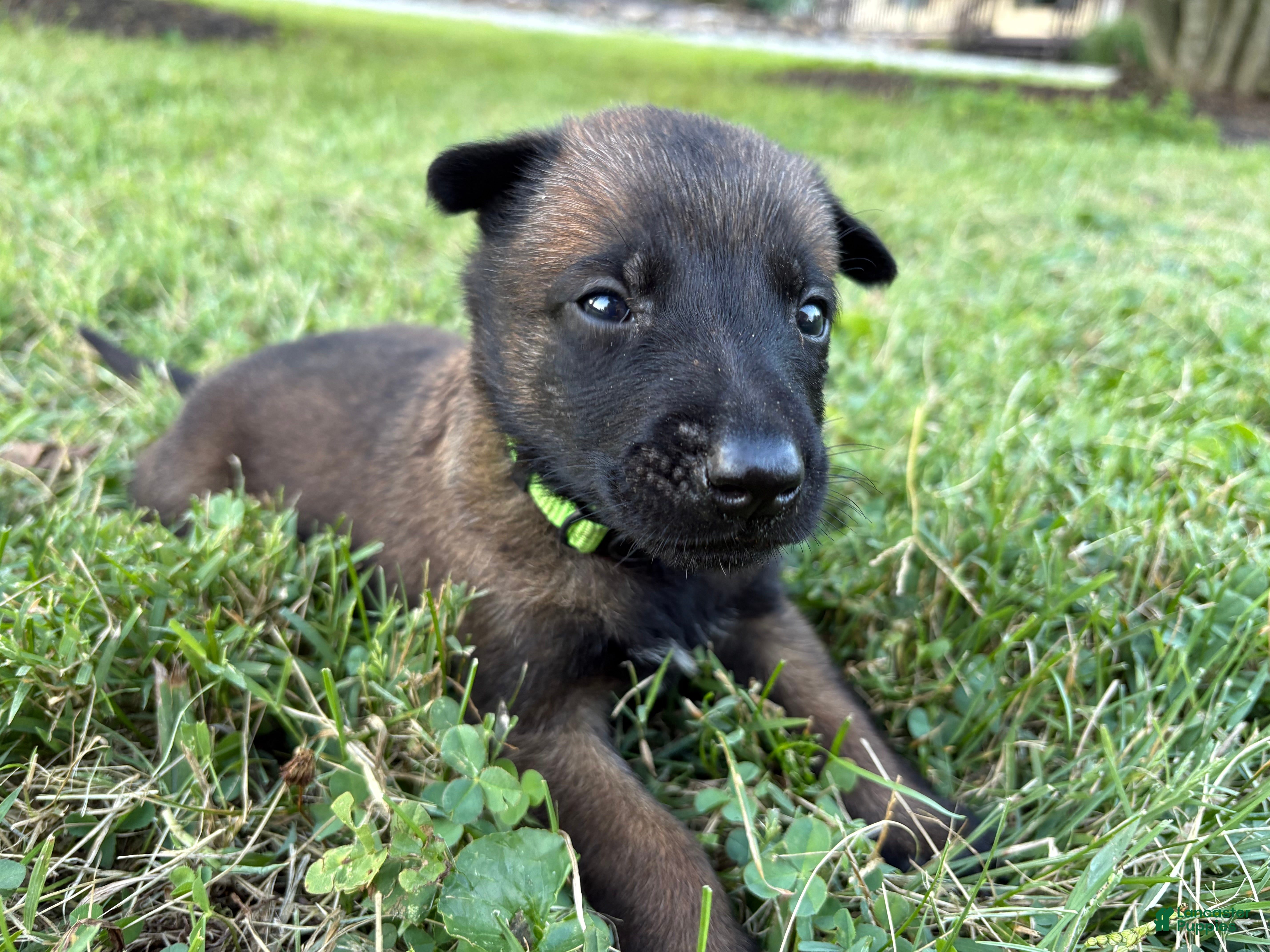 Belgian Malinois