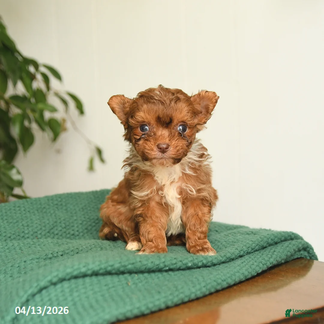 Pomapoo dogs for sale: Lucky - Ad 3