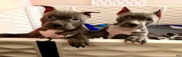 American Bully dogs for sale: Venus blue female - Ad 3