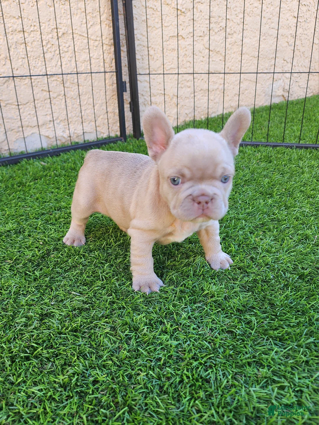 French Bulldog dogs for sale: Lilly  - Ad 1