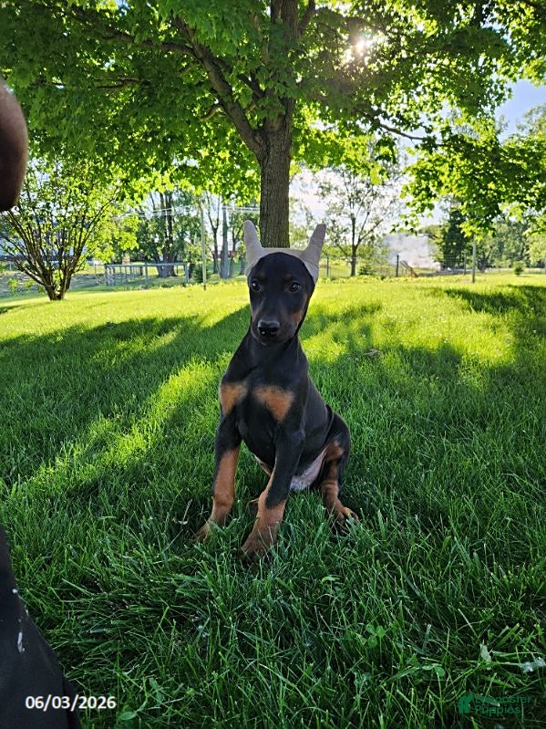 Doberman Pinscher dogs for sale: Ranger - Ad 5