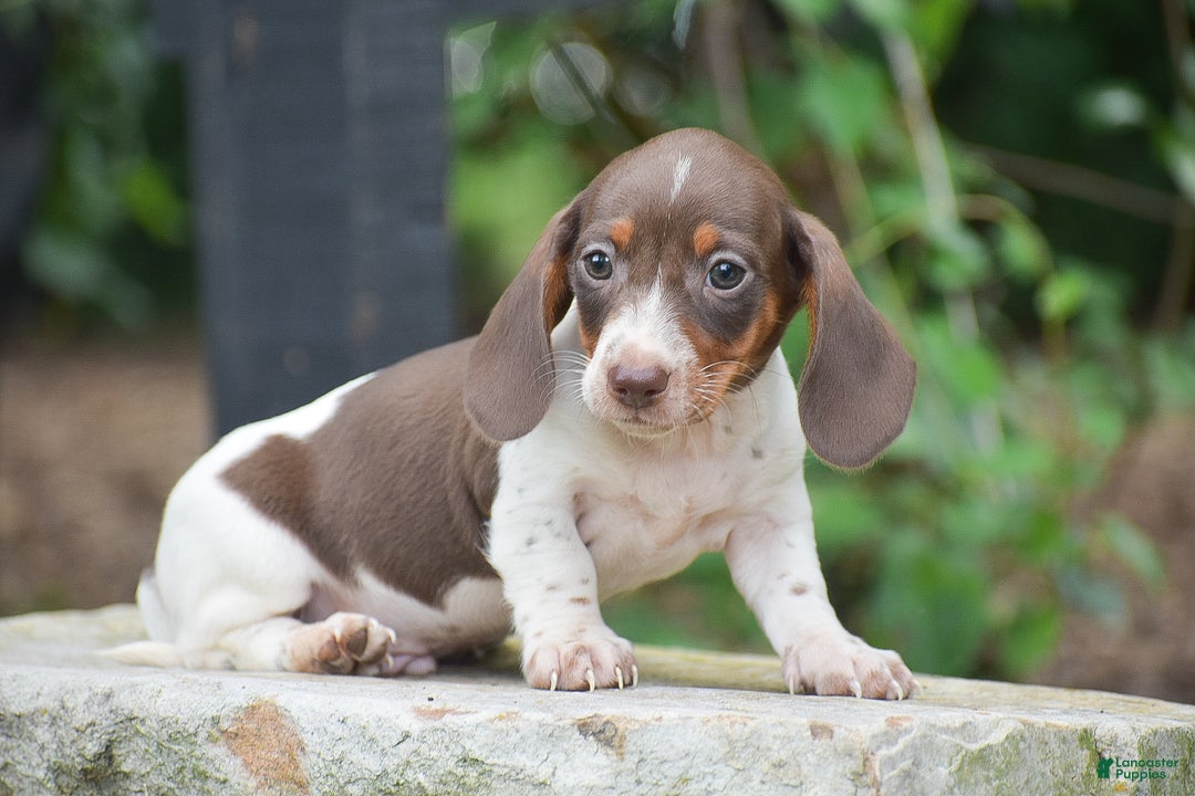 Dachshund dogs for sale: Bandit - Ad 10