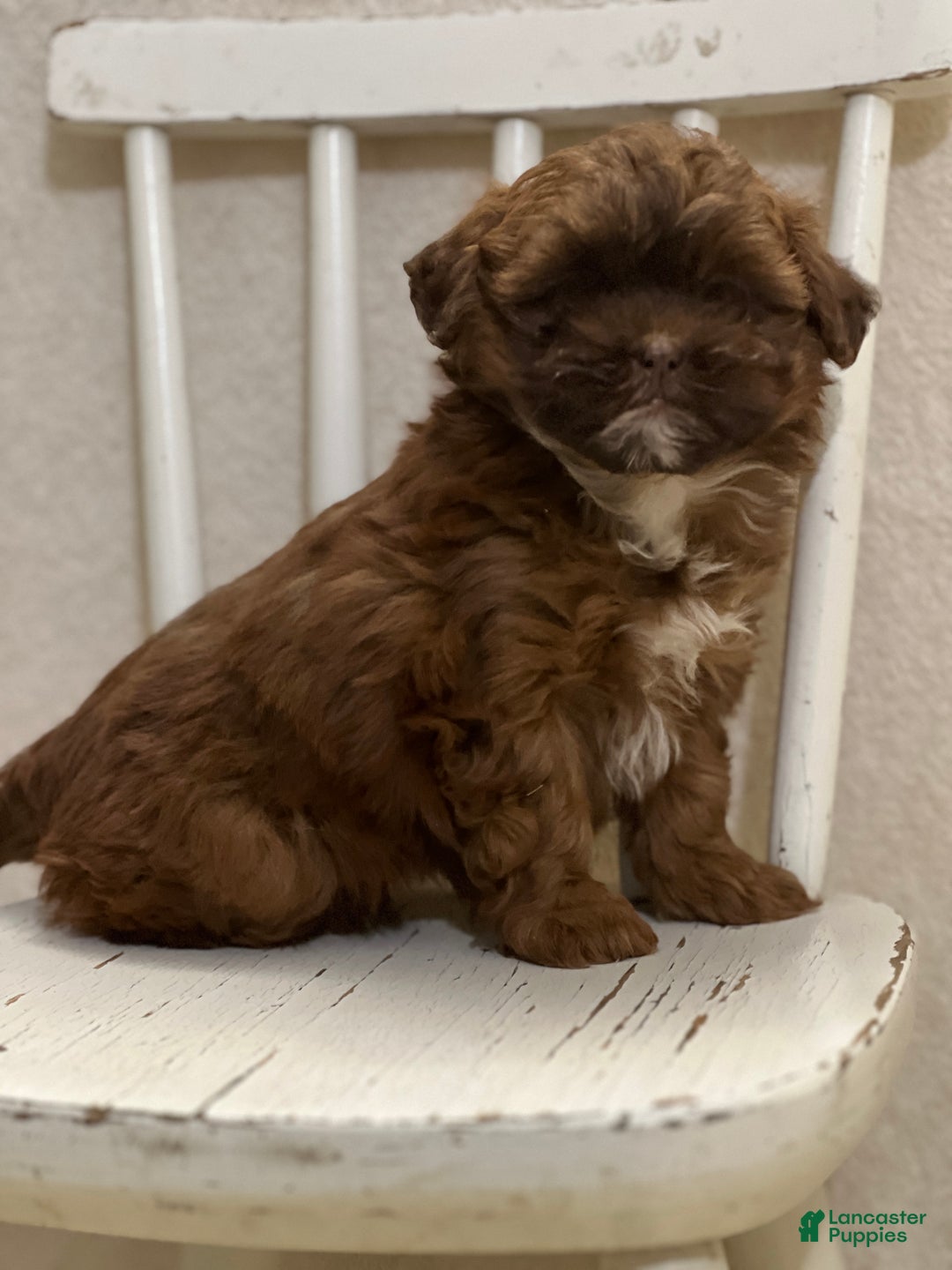 Shihpoo dogs for sale: Lulu - Ad 1