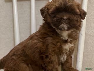 Shihpoo dogs Lulu - Ad 34