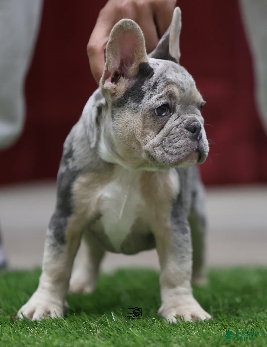 French Bulldog dogs for sale: French Bulldog 4 - Ad 3