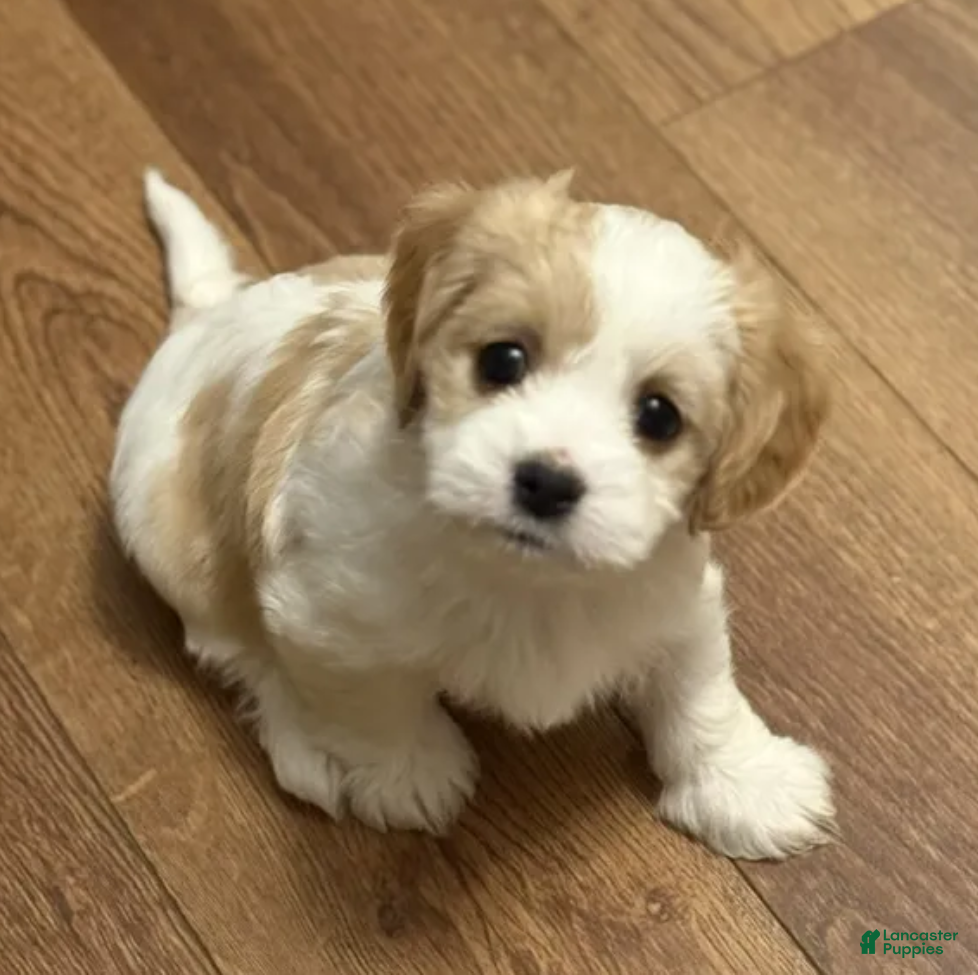Mixed Breed dogs Charlotte - Ad 2