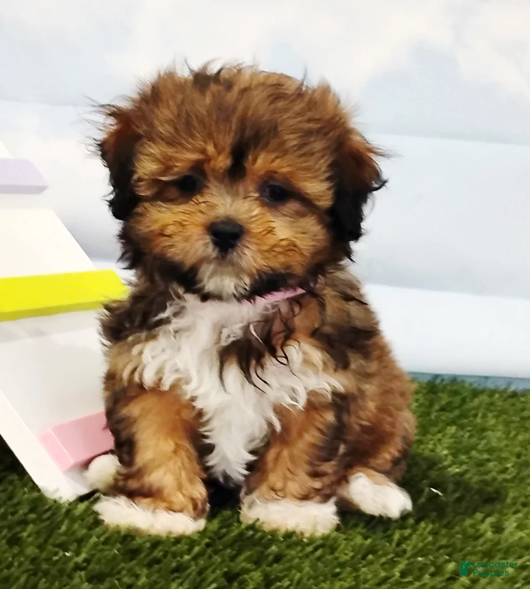 Mixed Breed dogs for sale: Emallia - Ad 1