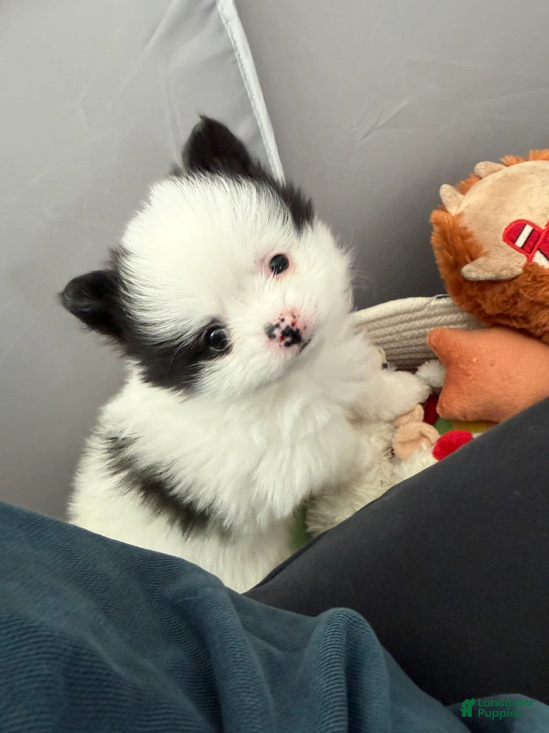 Pomeranian dogs for sale: Pomeranian Puppy 2 - Ad 3