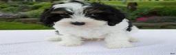 Cavapoo dogs for sale: Asher - Ad 3