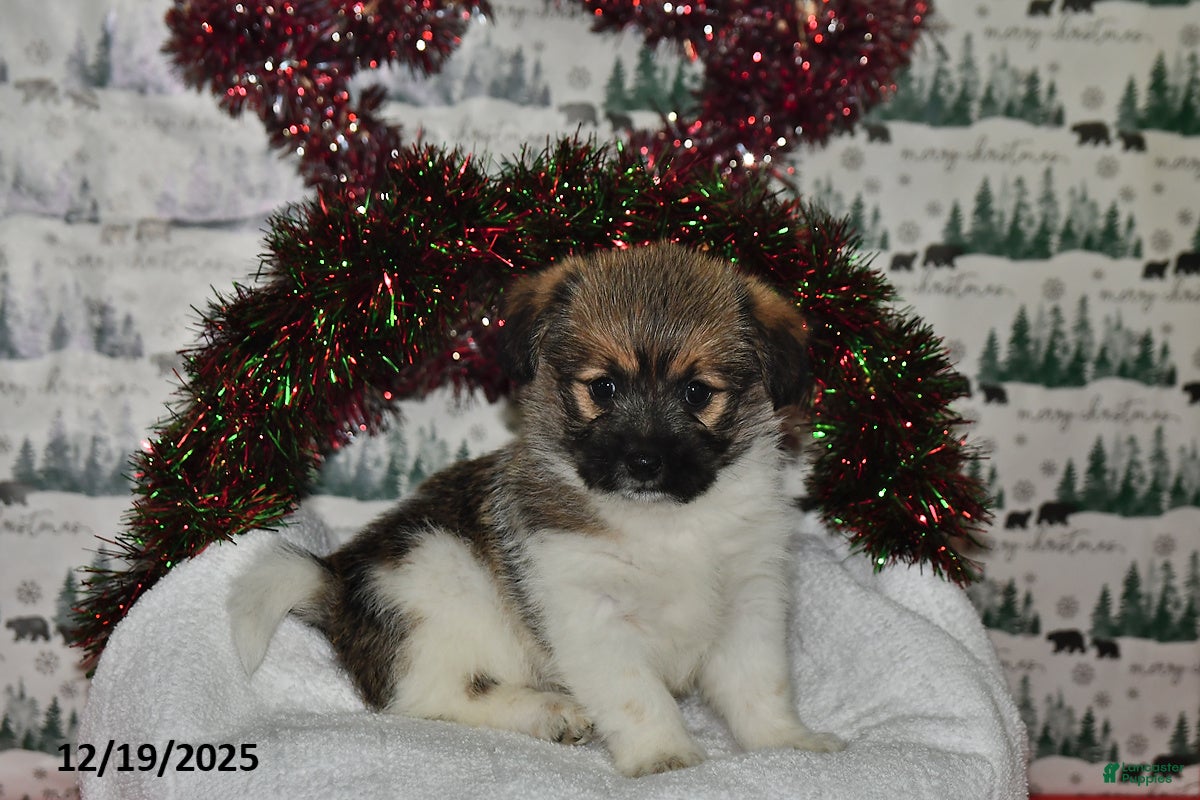 Mixed Breed dogs Sheryl - Ad 11