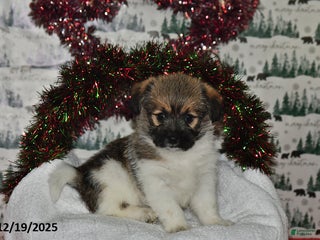 Mixed Breed dogs Sheryl - Ad 11