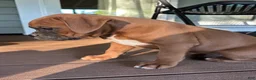 Boxer dogs for sale: Oakes - Ad 7